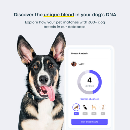 Breed + Health Dog DNA Test