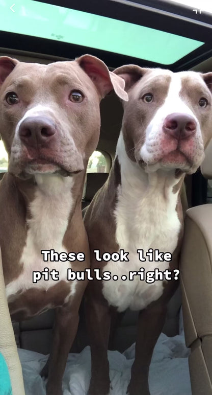 Breed + Health Dog DNA Test